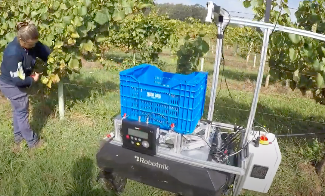 Demo harvesting assistance robot in European Project Flexigrobots (September 2023)